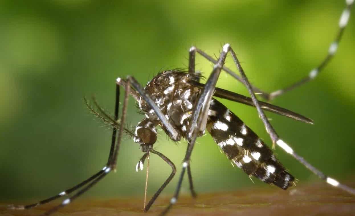 jabalpur me dengue k mamle