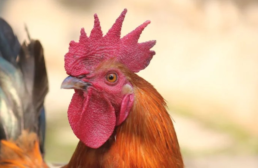 Bird flu chhindwara